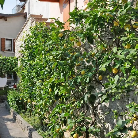 Bella Limone